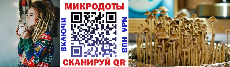 Галлюциногенные грибы Cubensis Черкесск